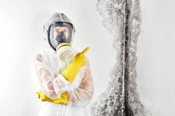 Mold Odor Removal Services in Brunswick, MD